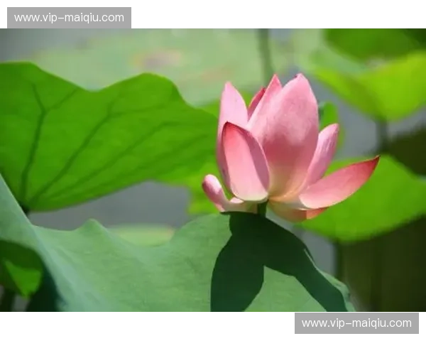 猛龙vs骑士2017.5.8：一场荡气回肠的季后赛对决，历史的齿轮在此转动